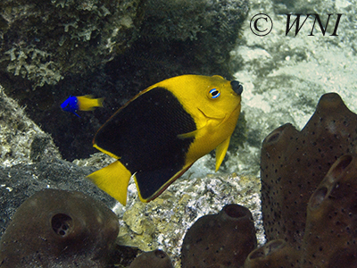 Rock Beauty (Holacanthus tricolor)